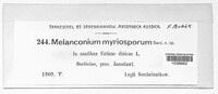 Image of Melanconium myriosporum